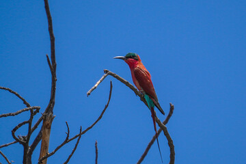 southern carmine bee-eater, chobe national park, botswana