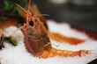 close up raw Cambarus Shrimp on ice. Fresh seafood ingredient in Japanese cuisine