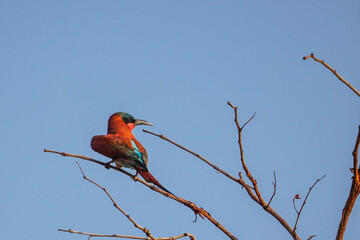 southern carmine bee-eater, mudumu national park, namibia