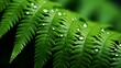 Green fern leaf with water droplets on transparent background