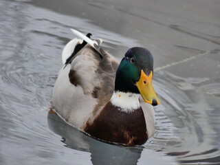 Poster - Canard colvert dans un lac