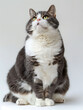 Short-haired two-tone fat cat