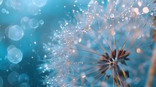 Flower Dandelion Seeds In Drops Dew Rain Sparkle In Rays Light Close-up Macro. Abstract Art Background For Design, Beautiful Round Bokeh, Blurry Soft Blue Background. Bright Colorful Artistic Image.