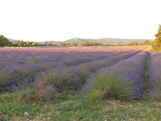 Canvas Print - Paysage de Provence avec les champs de lavande