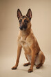 Studio portrait of a Belgian Malinois sitting attentively. The image showcases the dog alert posture and focused expression, ideal for themes of loyalty and service