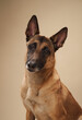 Close-up portrait of a Belgian Malinois against a neutral backdrop. Breed perfect for projects involving service dogs or animal behavior