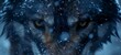 An extreme close-up wide shot captures the mesmerizing gaze of a wolf, crawling, ready to roar. Set against a cinematic backdrop of swirling snow and icy textures