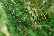Nature green background of rosemary branch. Defocused lush foliage in spring or summer garden. Natural green leaves plants using as spring background, greenery, environment ecology.