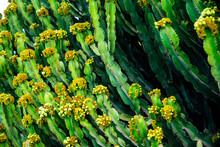 A Bunch Of Green Cactus With Yellow Flowers. The Flowers Are Small And Clustered Together. The Cactus Is Tall And Has A Lot Of Branches