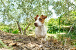 Funny playful Jack Russell Terrier dog with snout dirt after digging a hole in the ground playing in the garden.