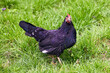  domestic feathered bird black hen on green grass