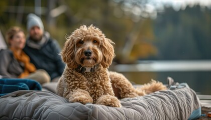 a photo of a young Karakul dog lying on a dog litter next to a couple by the lake