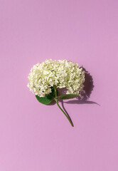 Wall Mural - White hydrangea flower on the violet background. Top view.