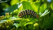 A monarch butterfly caterpillar rests on a leaf