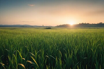 Wall Mural - field of wheat