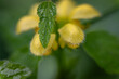 The yellow flowers of the buttercup, the wet leaves from the rain.