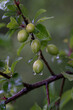 © lapis2380 - Drops of water after rain on green thorn fruits.