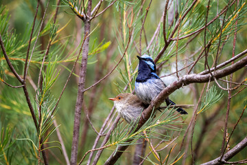 Wall Mural - A male and female Superb fairy wren, malurus cyaneus, against foliage background with space for text. Healesville, Victoria, Australia