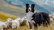 A vigilant Border Collie standing amongst a flock of sheep in a mountainous pasture.