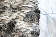 Bark of an old birch tree with lichen, natural background