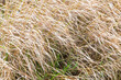 Natural background photo of dry dead grass