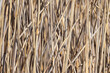 Dry coastal reed stems random pattern on a winter day