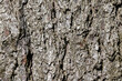 Detailed pine tree bark with green lichen, background texture