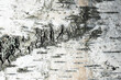 Old birch tree bark. Background photo texture