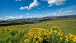 balsamroot and lupine blooming in the Tom McCall preserve on  Rowena Crest, Oregon