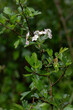 White hawthorn flowers after rain.