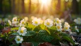 Fototapeta  - Beautiful white primroses in spring in the forest close-up in sunlight in nature. Spring forest landscape with blooming white anemones and trees.