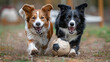 Two energetic border collies engaging in a friendly game of keep-away with a soccer ball on a sandy beach.