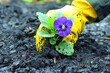 Planting a pansy in a garden