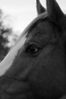 Mare horse face closeup with beauty in eyes, black and white image.