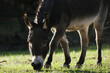 Mini donkey grazing closeup with wet fur after rain.