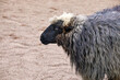 animal sheep with a black muzzle.