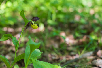 Wall Mural - Slipper Orchid - Cypripedium calceolus beautiful yellow flower on a green background with nice bokeh. Wild foto.