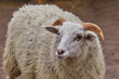  portrait of a pet white horned sheep..