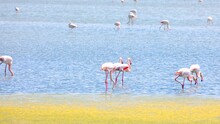 Pink Greater Flamingos Looking For Food In The Middle Of The Marshy Wetland Before Migration