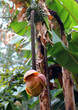 Banana tree with many leaves fruits bananas and the flower