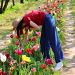 girl picking tulip flowers from flowerbed in spring