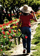 Young girl walking with straw hat and bucket full of tulips and Low key toned effect