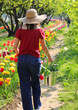 young girl walks with the tin bucket full of cut tulips in the flowerbed in spring