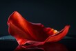 A single, radiant red rose petal, its edges slightly curled, resting on a dark, reflective surface against a solid dark background.