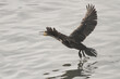 Big cormorant take off