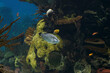 Detailed tropical napoleon fish