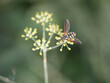 Wasp on yellow flowers