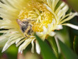 Bee covered with pollen