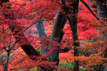 Wall Mural - Vibrant momiji fall colors around Kyoto, Japan