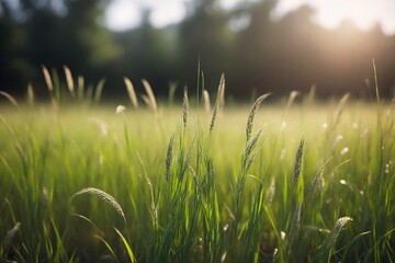 Poster - grass and sun